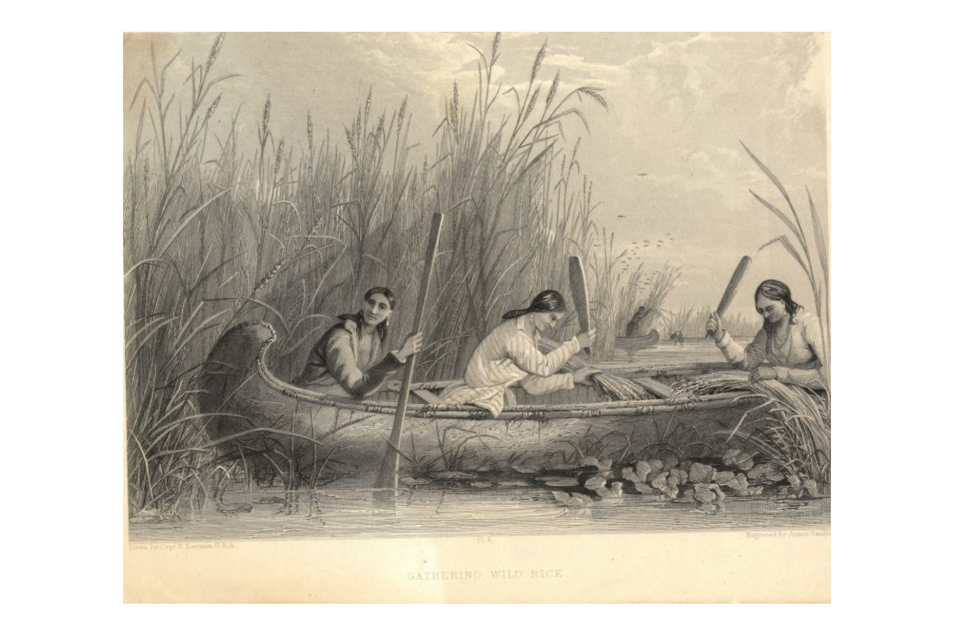 Manoomin (Wild Rice)