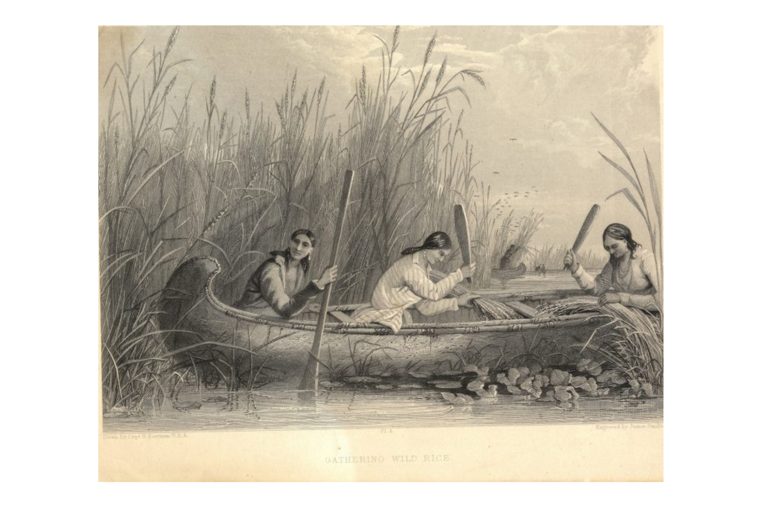 Manoomin (Wild Rice)