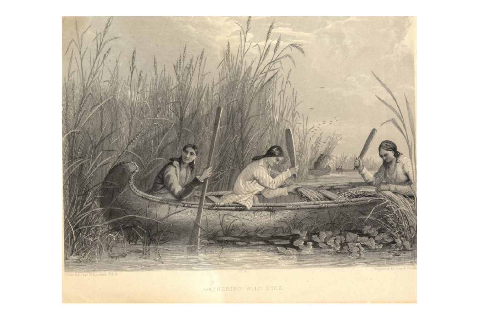 Manoomin (Wild Rice)