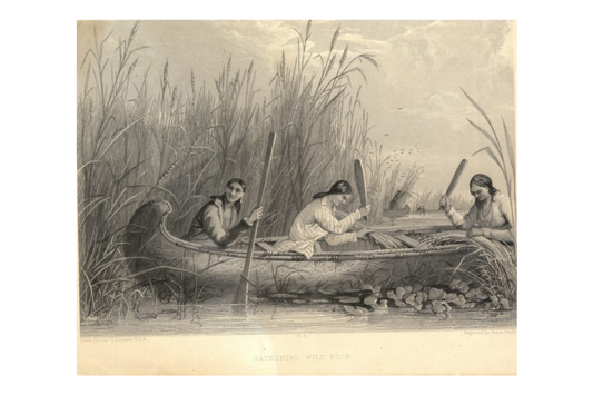 Manoomin (Wild Rice)